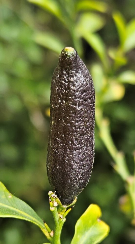 Finger Lime
