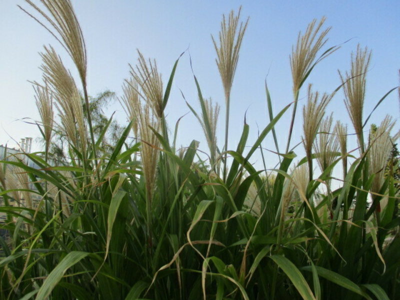 Chinese Silver Grass