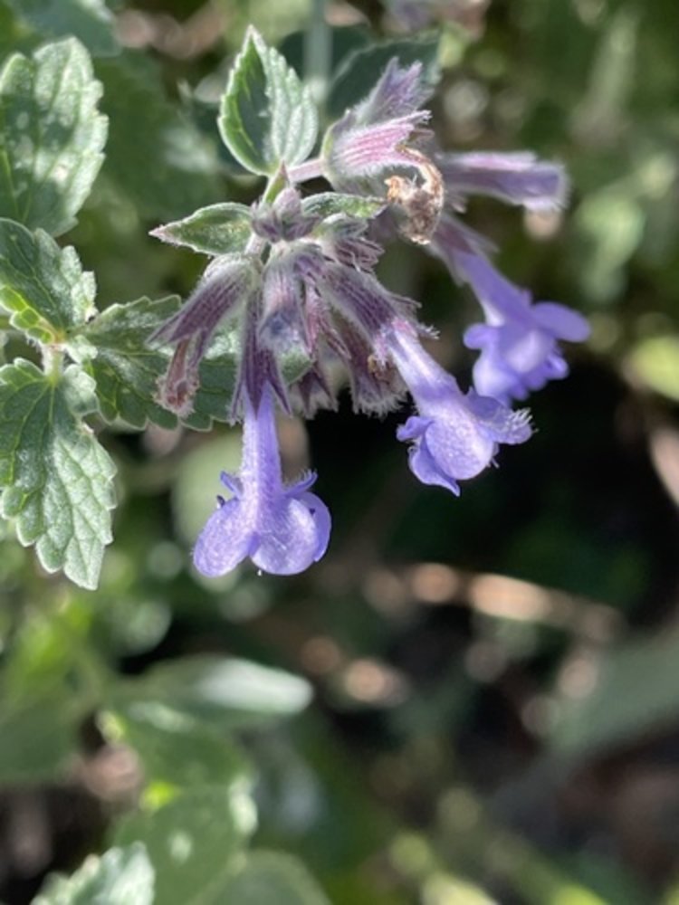 garden catmint