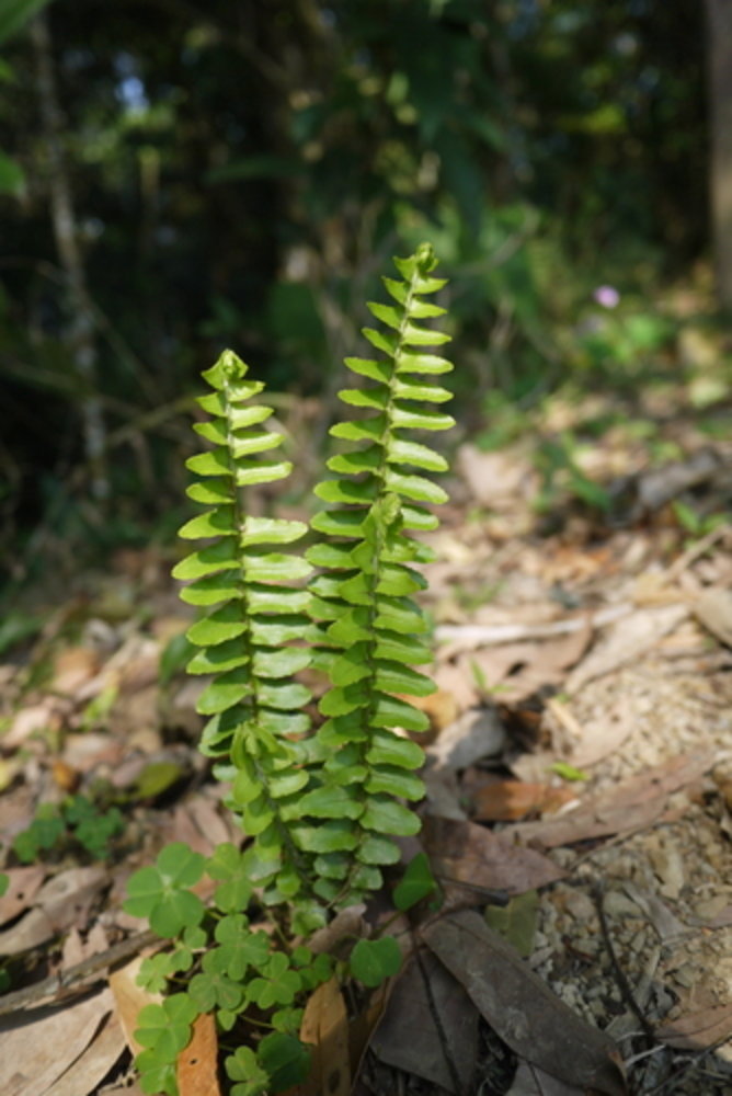 erect sword fern