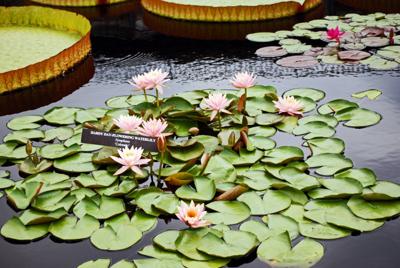 Water Lily 'Colorado'