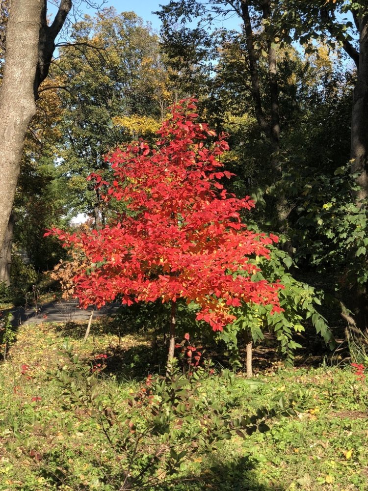 Black Gum Black Tupelo