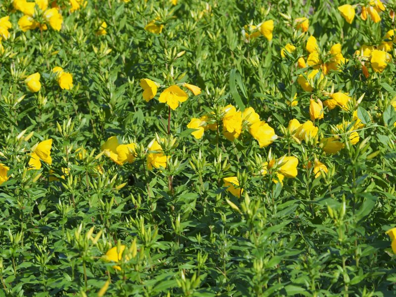 Oenothera tetragona