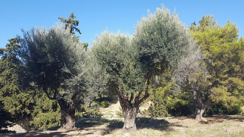 Wild Olive