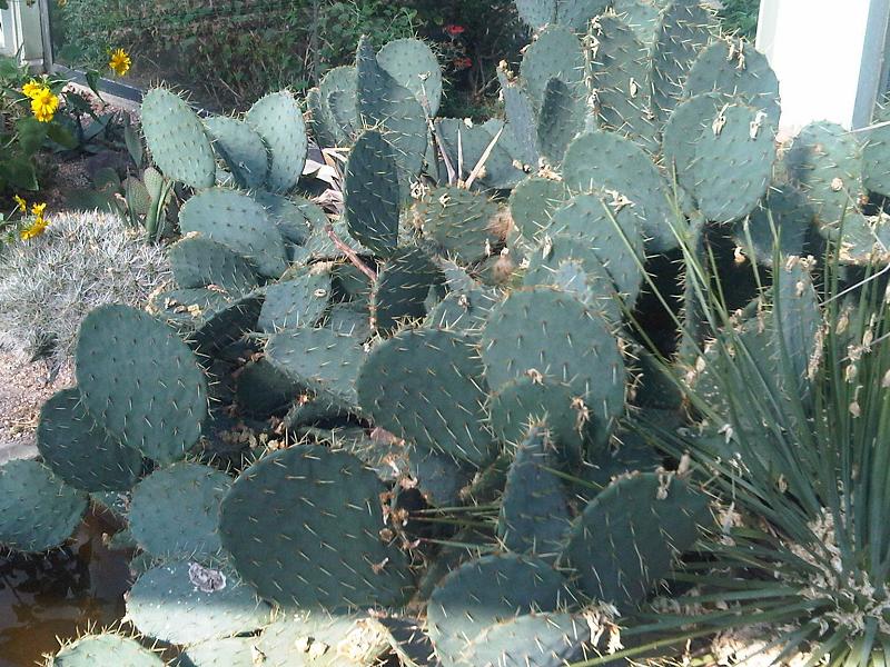 Prickly Pear