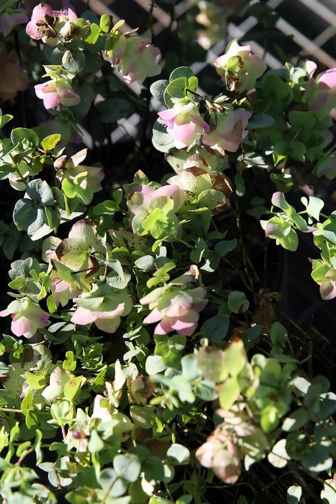 Oregano 'Kent Beauty'