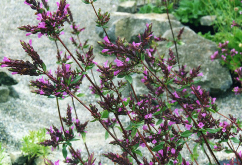 Purple Oregano