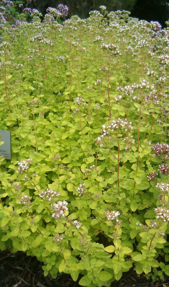 Oregano 'Aureum'