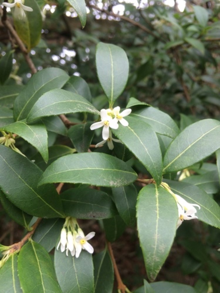 Delavay osmanthus