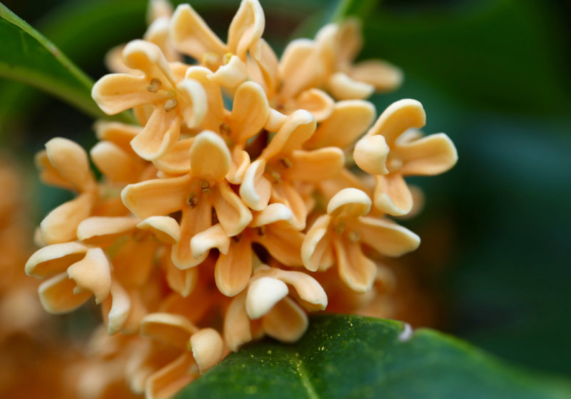 Sweet Osmanthus