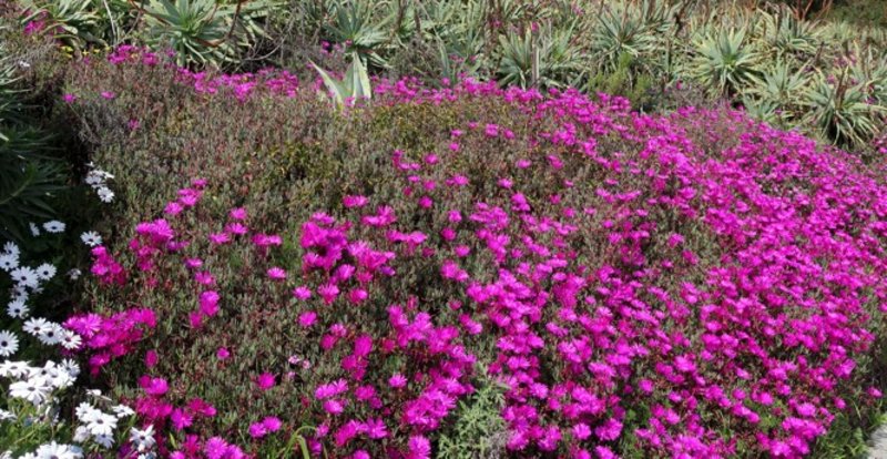 Purple African Daisy