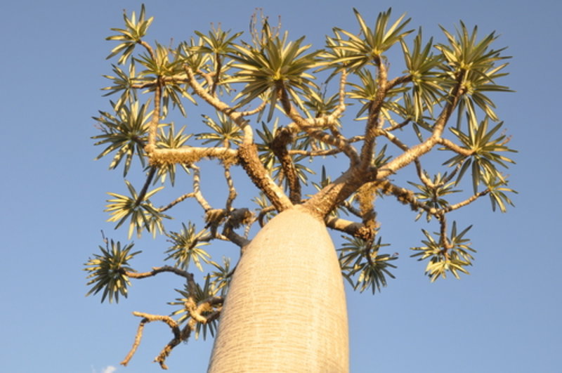 Madagascar Palm