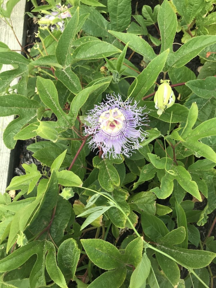 White Passion Flower