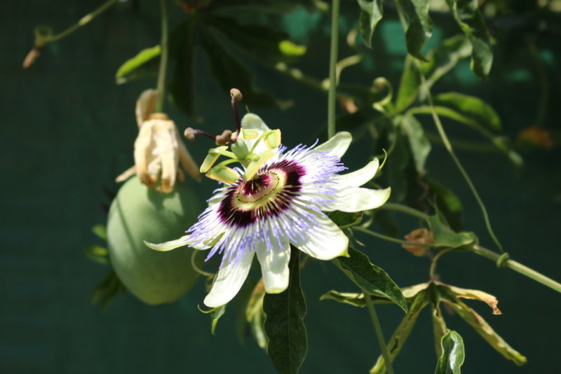 Blue Passionflower