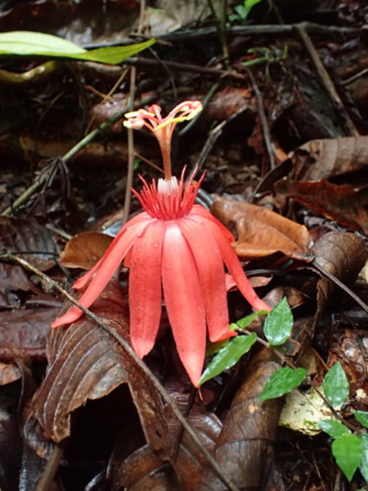vine-leaved passion flower