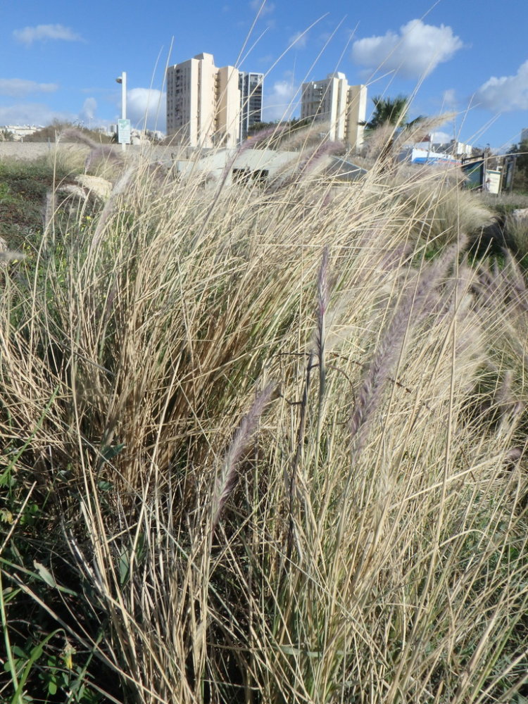 Oriental Fountain Grass