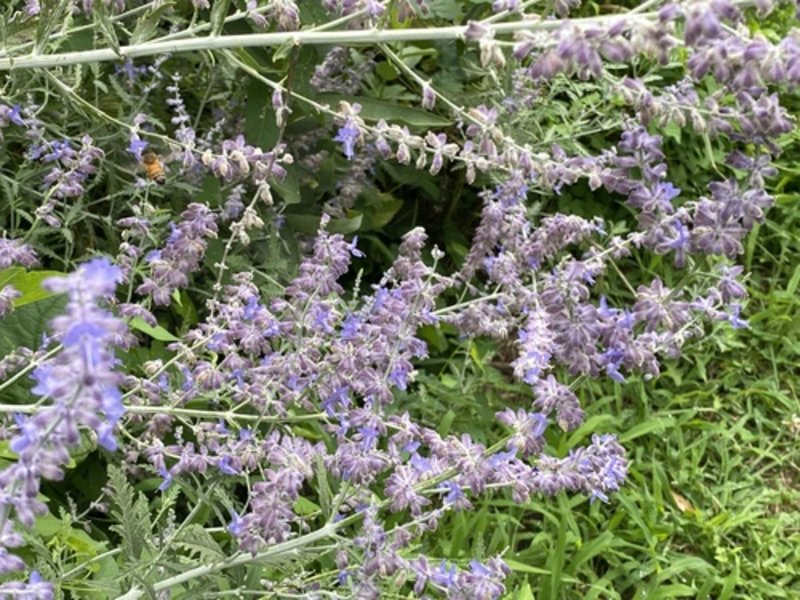 Russian sage