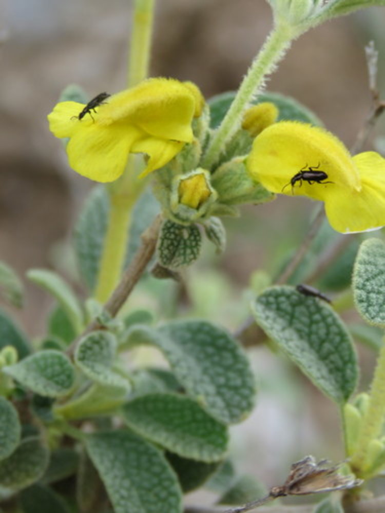 woolly Jerusalem sage