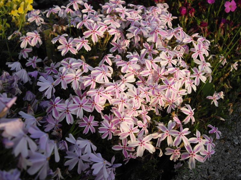 Moss Phlox 'Candy Stripes' Creeping Phlox