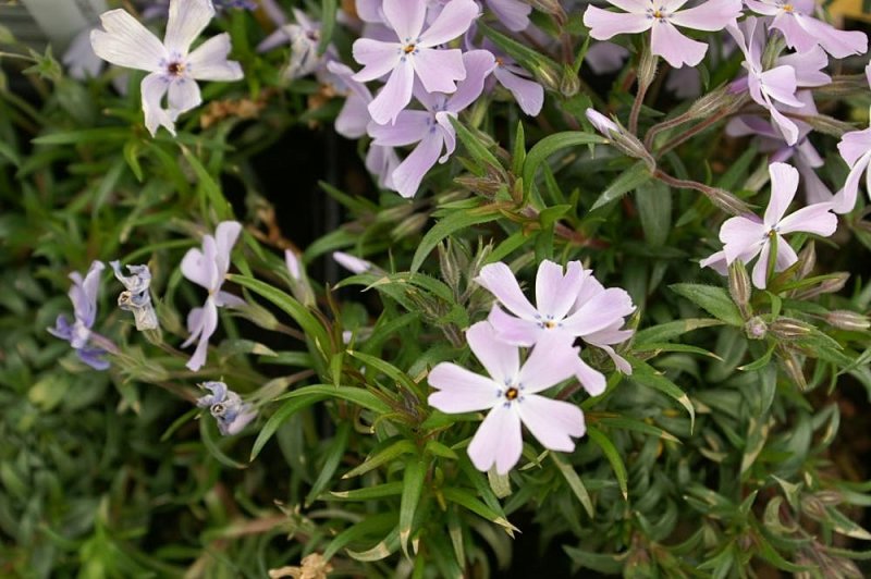 Moss Phlox Bicolor Creeping Phlox
