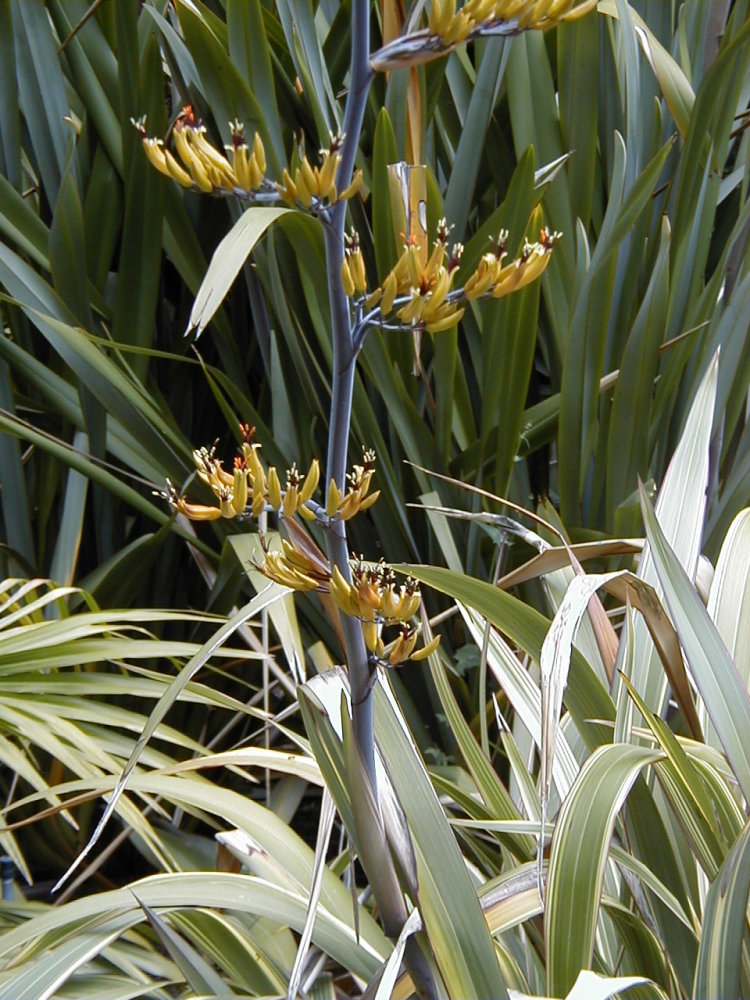Tricolor New Zealand Flax