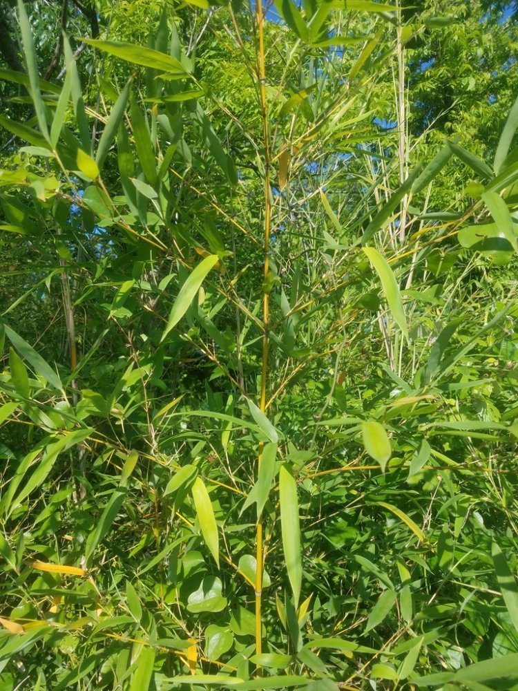 Bamboo Phyllostachys aurea