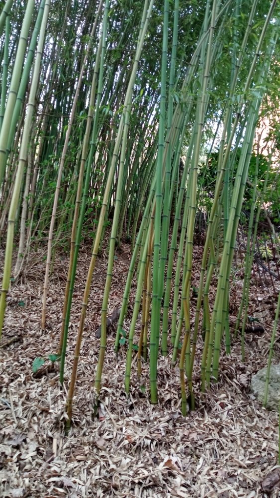 Bamboo Phyllostachys glauca