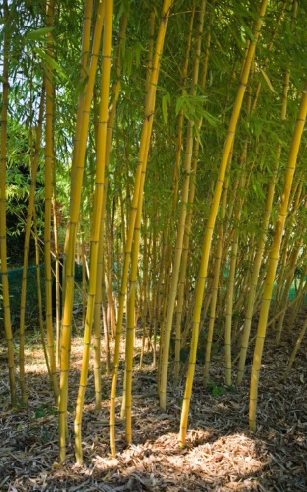 Bamboo Phyllostachys Vivax aureo.