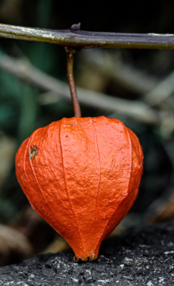 Chinese lantern