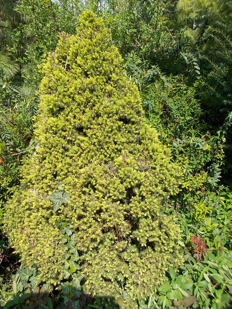 Dwarf Alberta White Spruce