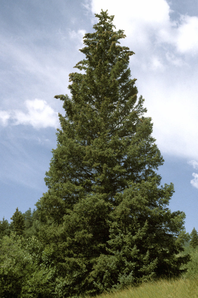Colorado Spruce