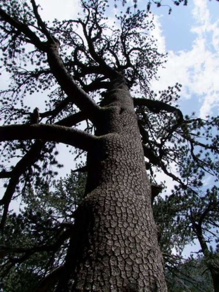 Bosnian pine 'Smidtii'