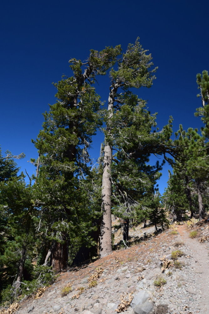 Western White Pine