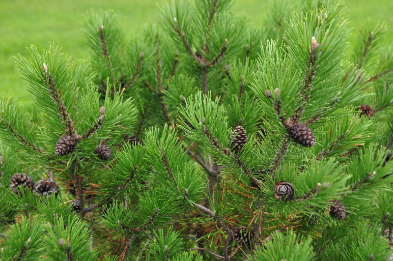 Dwarf Mountain Pine