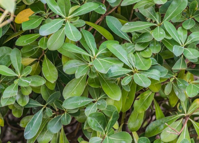 Dwarf Japanese Mock Orange
