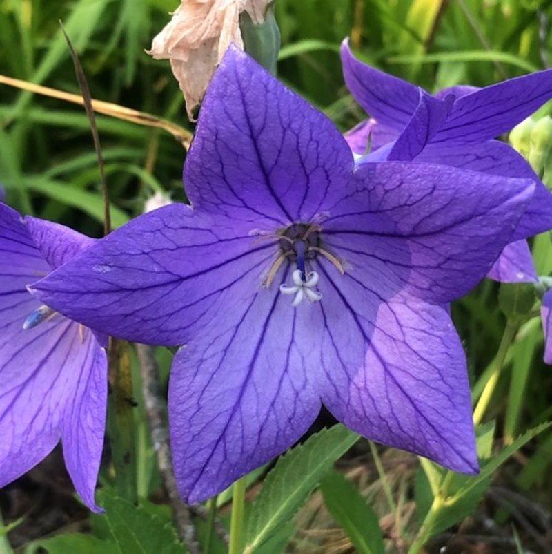 balloon flower