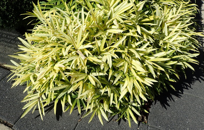 Bamboo Pleioblastus Auricomus