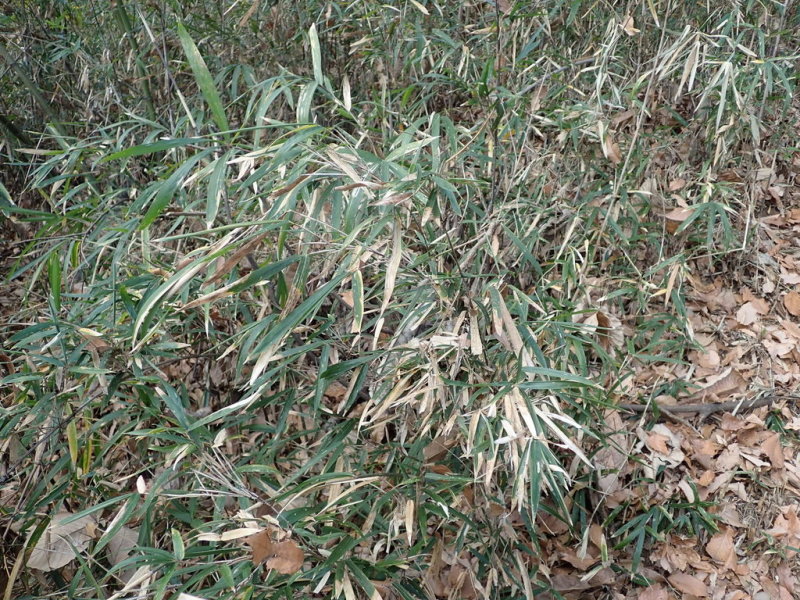 Bamboo Pleioblastus chino hisauchii