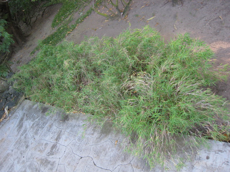 Bamboo Pleioblastus pumilus