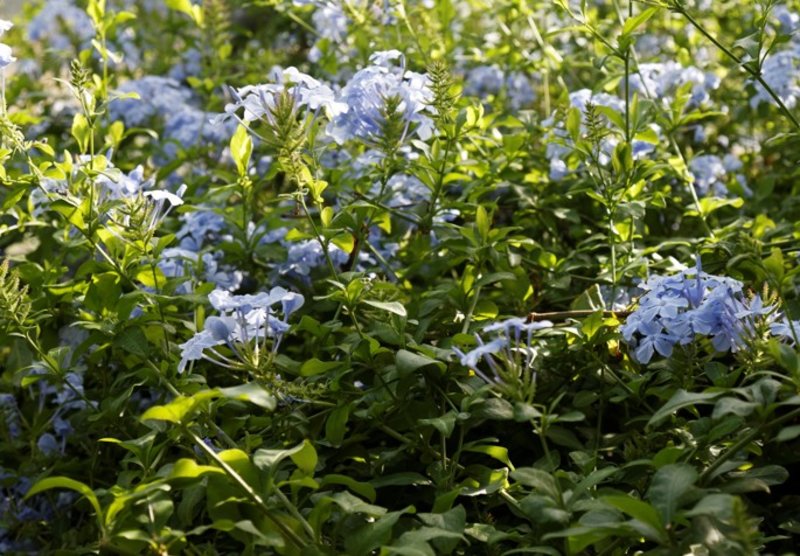 Blue Plumbago