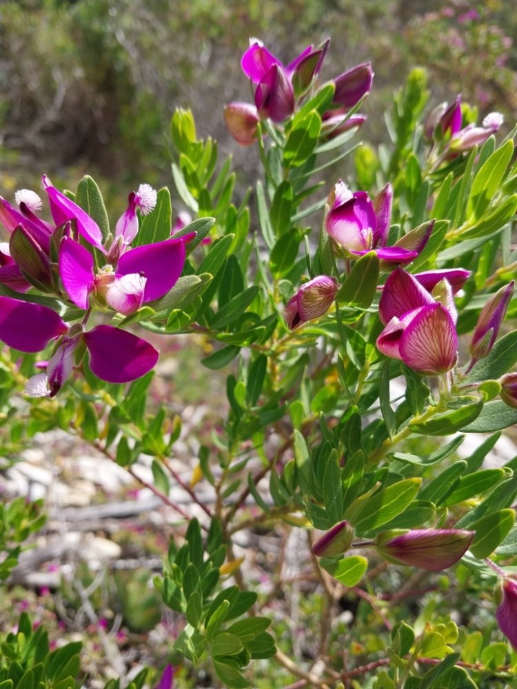 Sweet Pea Shrub