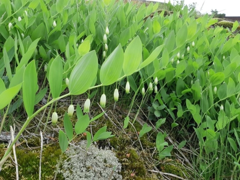 angular Solomon's seal