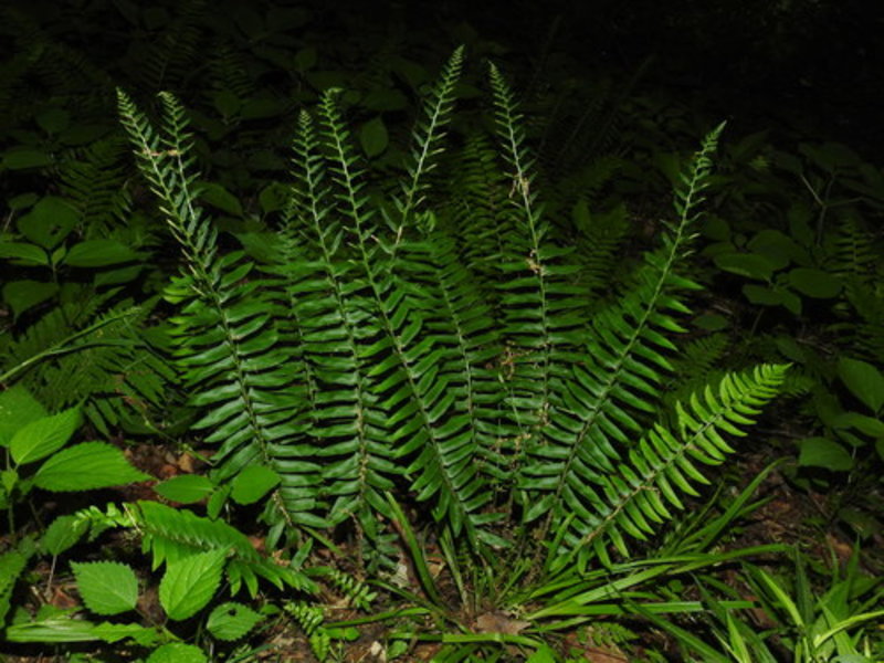 Christmas fern