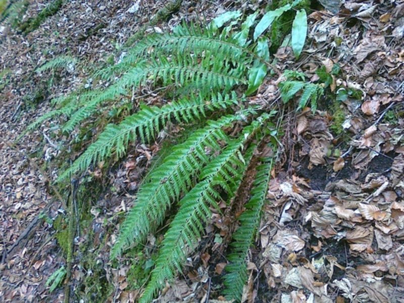 hard shield fern