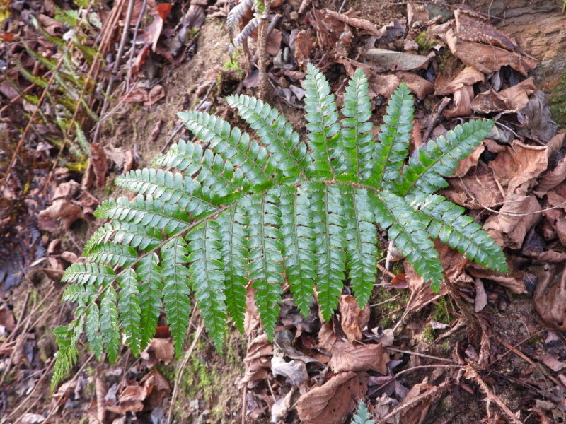 Japanese Tassel Fern