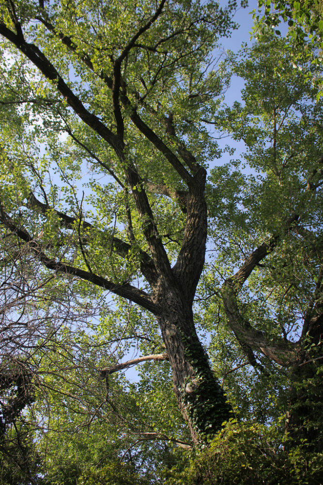 Black Poplar