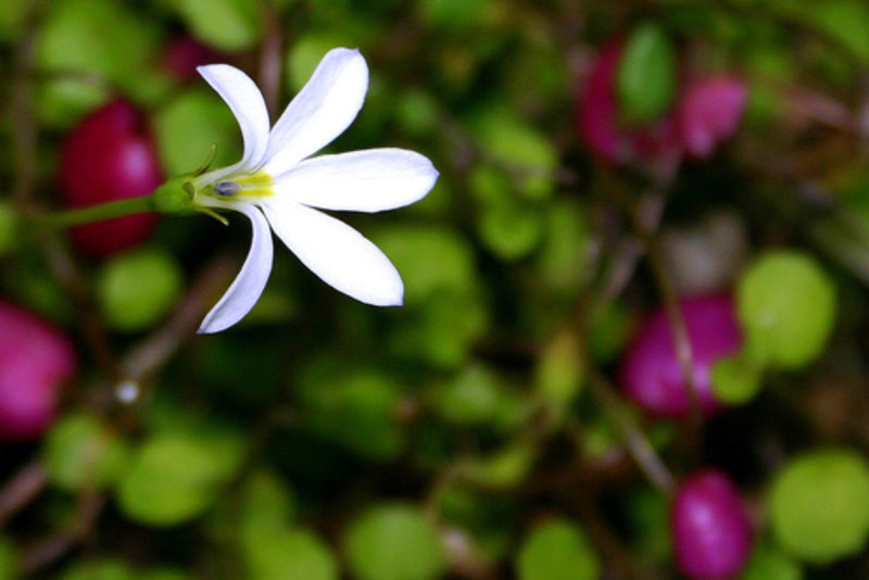 Pratia angulata