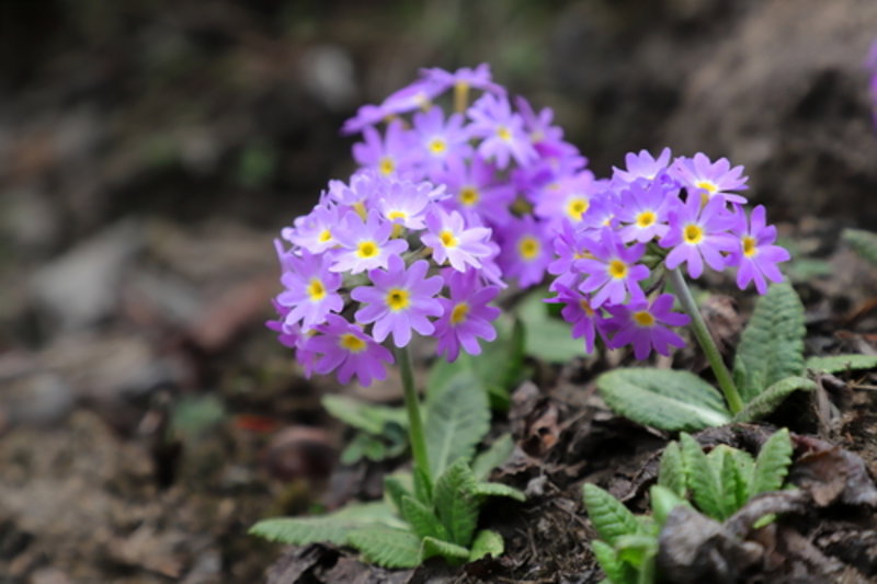 drumstick primula