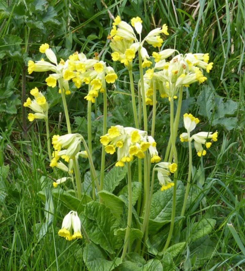 common cowslip