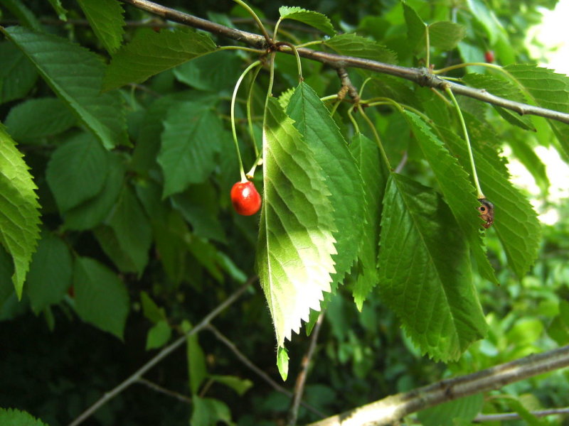 Wild Cherry